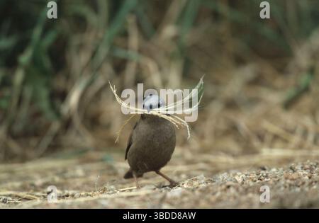 Tessitore sociale a testa grigia, Parco Nazionale del Serengeti, Tanzania (Pseudonigrita arnaudi), Marmorweber, Serengeti Nationalpark, Tansania, Marmorspaetzling Foto Stock