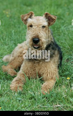 Airedale Terrier Foto Stock