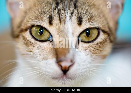 Ritratto ravvicinato di un gatto con occhi gialli intensi e sguardo concentrato Foto Stock