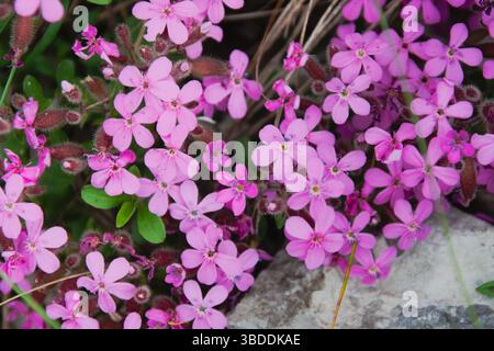 Saponaria ocymoides comunemente nota come erba sintetica o Ted tumbling Foto Stock