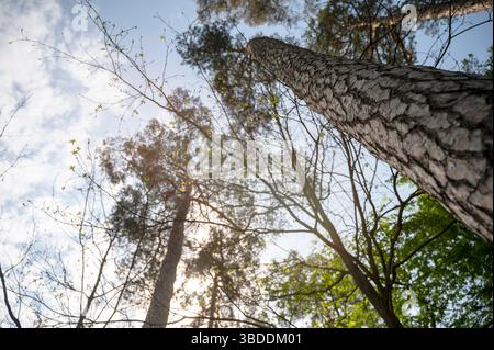 Corone di varietà di alberi nella foresta primaverile contro il cielo blu con il sole Foto Stock