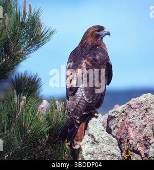 Red-tailed Hawk (Buteo jamaicensis) Foto Stock