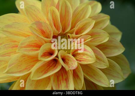 Dahlia 'Dahlietta Coby' fiore in giardino fiorito in estate.Dahlia pinnata Dahlietta. Foto Stock