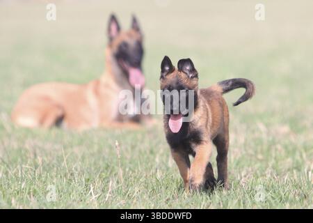 Malinois, cucciolo, Mecheler, pastore belga Foto Stock