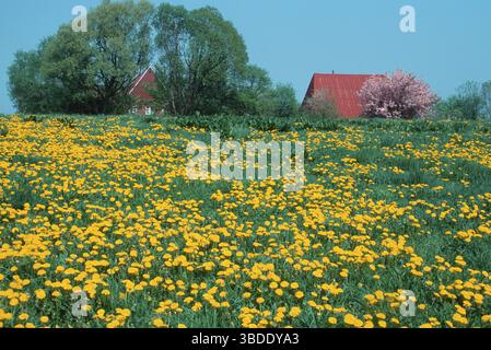 Dandelion (Taraxacum officinale) prato vicino alla fattoria, Schleswig-Holstein, Dandelion, girasole comune, Germania Foto Stock