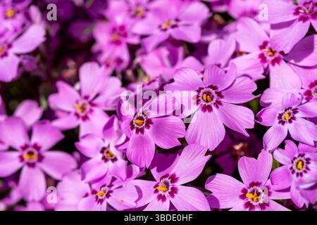 la cornice è piena di fiori phlox viola in fiore, mostrando i petali a forma di stella e i centri magenta più profondi sotto il sole primaverile Foto Stock