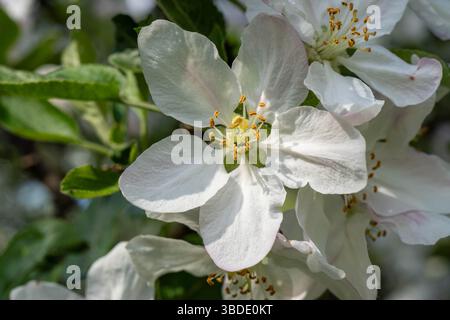 primo piano di una mela bianca in piena fioritura, con petali morbidi e stami gialli evidenziati dalla luce del sole, circondati da lussureggianti foglie verdi Foto Stock