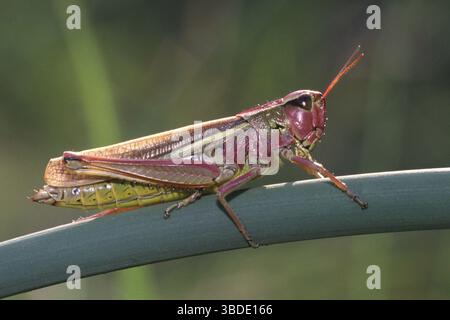 Grasshopper con corna corta (Mecostethus grossus), laterale Foto Stock