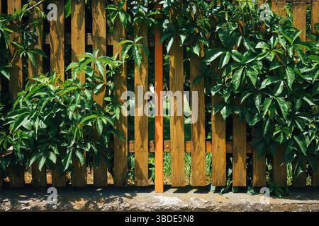 Pianta verde decorativa su recinzione gialla in legno, dettagli, struttura. Foto Stock