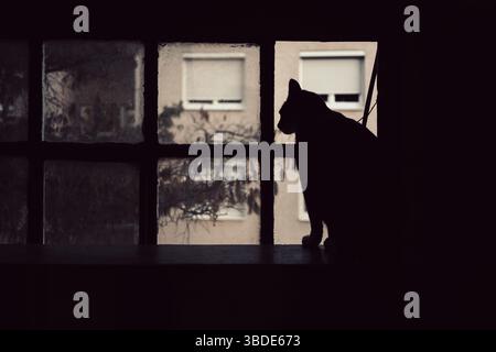 Silhouette di un gatto nero sulla cornice nera di una vecchia finestra nella lobby dell'edificio. Foto Stock