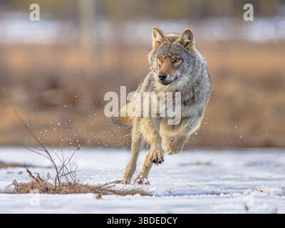 Il lupo eurasiatico (Canis lupus lupus), noto anche come lupo comune, è una sottospecie di lupo grigio originaria dell'Europa e dell'Asia. Una volta era diffuso Foto Stock