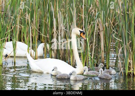 Giovane cigni bianchi con giovani cygnets nuoto su acqua con reed Foto Stock