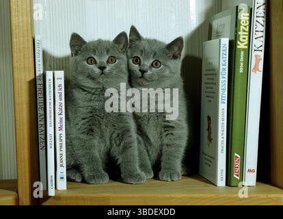 Gatti British shorthair, gattini, blu, su libreria, British shorthair, BKH, certosina Foto Stock