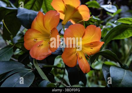 Primo piano della fioritura di Vireya Rhododendron con vivaci petali rosa-arancio e centri gialli in un giardino tropicale Foto Stock