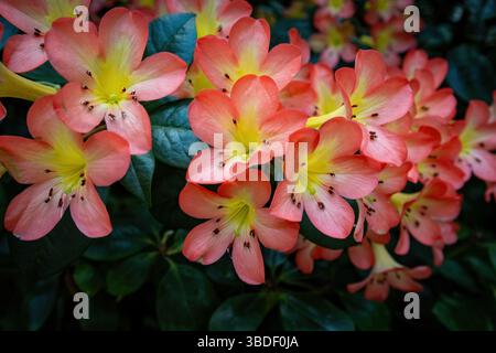Primo piano della fioritura di Vireya Rhododendron con vivaci petali rosa-arancio e centri gialli in un giardino tropicale Foto Stock