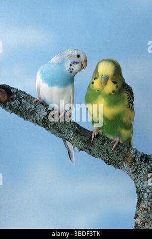 Budgies (Melopsittacus undulatus), pair, piebald-opaline-azzurro australiano e piebald-normale-verde scuro australiano Foto Stock