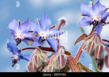 Borago Officinalis primo piano di fiori viola a forma di stella e gemme pelose chiuse di Borage Foto Stock