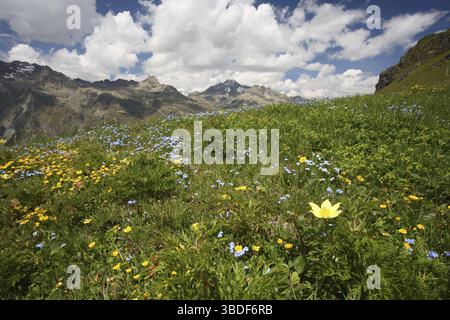 Pasque Flower, Svizzera (Pulsatilla alpina apiifolia) Foto Stock