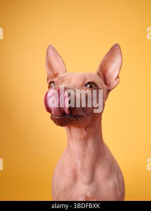 Un cane American Hairless Terrier siede su uno sfondo giallo, rimboccandosi scherzosamente la lingua. Il ritratto cattura la natura giocosa della razza. Foto Stock