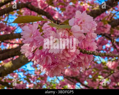 un fitto gruppo di fiori di ciliegio rosa pende da un ramo d'albero, illuminato dalla luce del sole con uno sfondo di cielo blu e rami più fiorenti Foto Stock