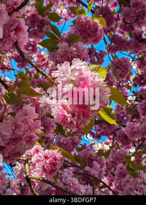 Fitti gruppi di fiori di ciliegio rosa fioriscono sotto un cielo blu brillante, creando un baldacchino vibrante e sognante di bellezza floreale e fascino stagionale Foto Stock