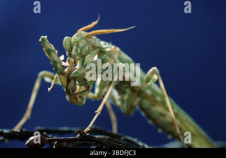 Devil Flower Eating House Cricket, Little Devil Flower (Blepharopsis mendica) mangiare cricket, mantiere egiziane, pregare, cricket grigio domestico, Casa C. Foto Stock
