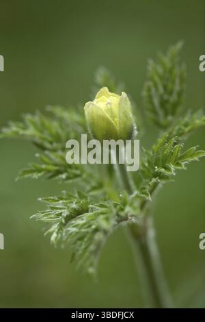 Pasque Flower, Svizzera (Pulsatilla alpina apiifolia) Foto Stock