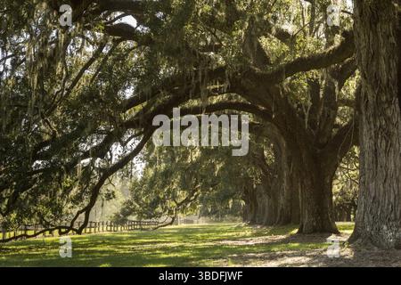 Maestoso vecchio viale di querce con muschio spagnolo e prato di campagna e recinzione in estate Foto Stock