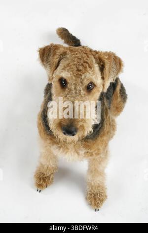 Airedale Terrier Foto Stock
