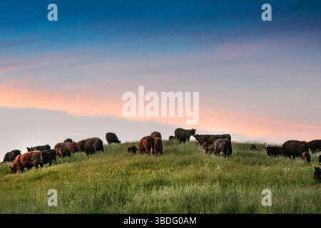 Una mandria di mucche pascolano su una collina ondulata nel Vermont. Foto Stock