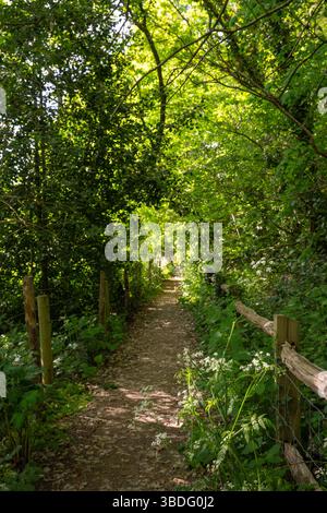 Sentiero pubblico nella campagna inglese in primavera. Tra Chelsham e Farleigh nel Surrey, Regno Unito. Messa a fuoco in primo piano. Foto Stock