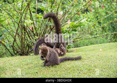 Primo piano di due coatis che giocano a terra in Costa Rica Foto Stock