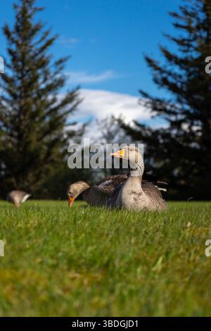 Oche Greylag (Anser anser) camminando nell'erba del Parco Nazionale di Thingvellir, Islanda, con alberi sempreverdi sullo sfondo. Foto Stock