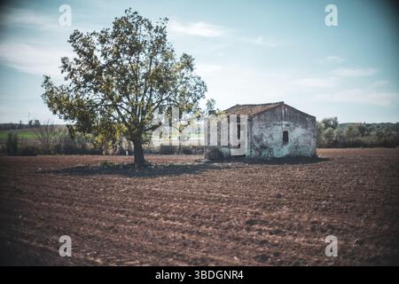 Un albero di noce e una casa di campagna deserta si trovano in un vasto campo coltivato nella campagna di Siviglia, mostrando la tranquillità rurale. Foto Stock