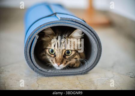 Un gatto giocoso si nasconde all'interno di un tappetino da yoga arrotolato, mostrando la sua curiosa natura in una stanza calda e invitante dai toni neutri. Foto Stock