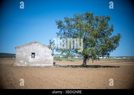 Un albero di noce e una casa di campagna deserta si trovano in un vasto campo coltivato nella campagna di Siviglia, mostrando la tranquillità rurale. Foto Stock
