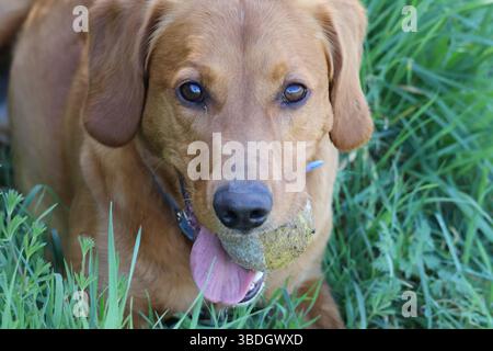 Cane che si rilassa sull'erba con la palla in bocca. Una bella giornata di sole Foto Stock