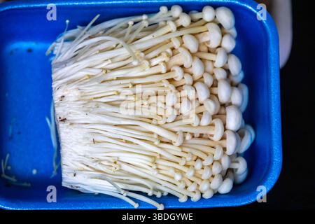 Conosciuto come Enokitake, il fungo Enoki Flammulina velutipes, è una varietà ampiamente utilizzata nella cucina orientale. Foto Stock
