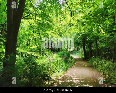 Lussureggiante vegetazione verde sopra un passaggio pedonale nel parco pubblico Waterpartij nella città di l'Aia, Paesi Bassi Foto Stock