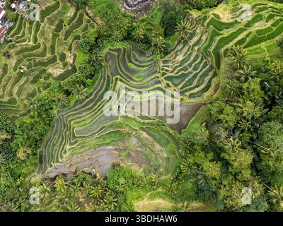 Veduta aerea della Terrazza di riso Mupu a Tegallalang Ubud Bali Foto Stock