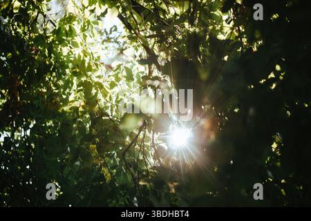 La luce del sole scorre attraverso le foglie in una foresta, creando una scena serena e tranquilla. Il sole splende brillantemente attraverso la lussureggiante vegetazione verde, la creatina Foto Stock