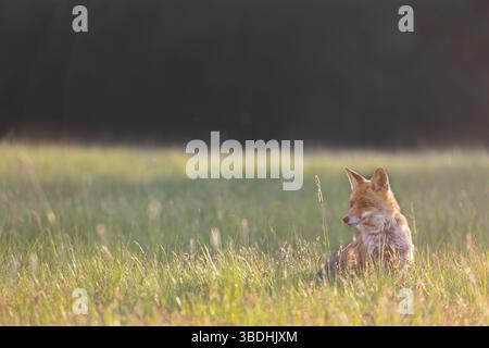 Da sola, la giovane volpe rossa è seduta su un prato al tramonto. Orizzontalmente. Foto Stock