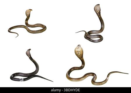 Four King Cobra Snakes Ophiophagus hannah, isolato su sfondo bianco. dietro la vista Foto Stock