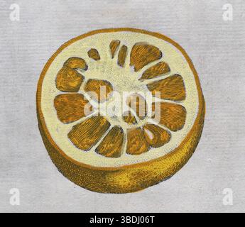 Aurantium Foetiferum, arancia, agrumi, incisione a mano su lastre di rame di Giovanni Baptista Ferrari Hesperides, sive, de Malorum Aureorum C. Foto Stock