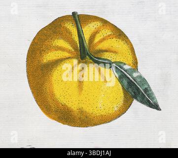Aurantium Foetiferum, arancia, agrumi, incisione a mano su lastre di rame di Giovanni Baptista Ferrari Hesperides, sive, de Malorum Aureorum C. Foto Stock