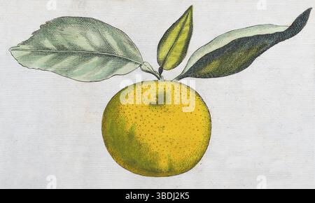 Aurantium Olysiponense, arancio, agrumi, incisione su lastra di rame colorata a mano di Giovanni Baptista Ferrari Hesperides, sive, de Malorum Aureorum Foto Stock