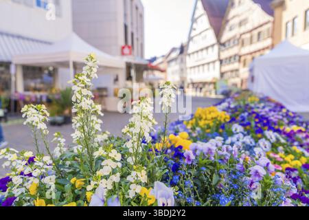 Fiori primaverili in fiore su una strada trafficata nel centro della città, Garten und Keramika Nagold, Landkreis Calw, Germania, Europa Foto Stock