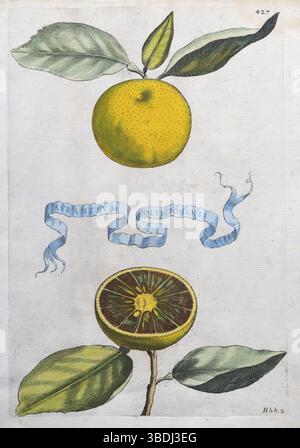 Aurantium Olysiponense, arancio, agrumi, incisione su lastra di rame colorata a mano di Giovanni Baptista Ferrari Hesperides, sive, de Malorum Aureorum Foto Stock