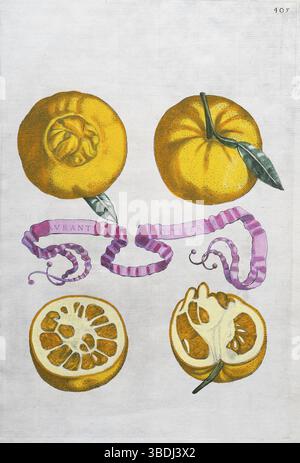 Aurantium Foetiferum, arance, agrumi, incisione su lastre di rame colorate a mano di Giovanni Baptista Ferrari Hesperides, sive, de Malorum Aureorum Foto Stock
