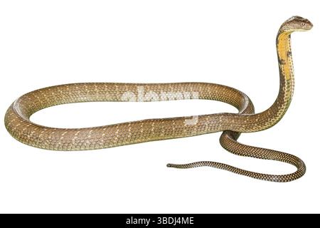Re Cobra Ophiophagus hannah, isolato su sfondo bianco. Vista laterale. Simbolo fobico per eccellenza Foto Stock